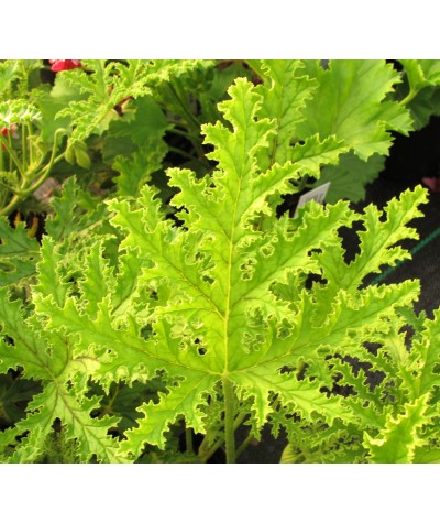 Pelargonium quercifolium (1lt)