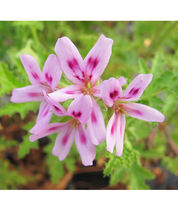 Pelargonium quercifolium (1lt)