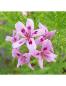 Pelargonium quercifolium (2lt)