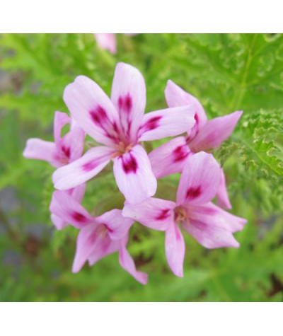 Pelargonium quercifolium (1lt)