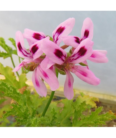 Pelargonium quercifolium (1lt)