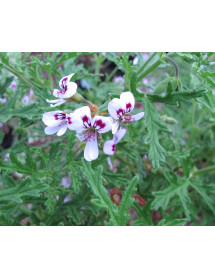 Pelargonium radula (2lt)