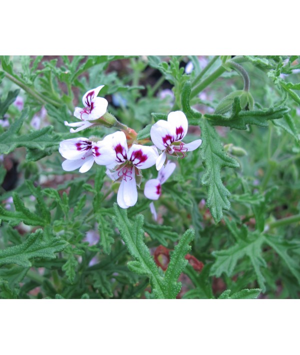 Pelargonium radula (1lt)