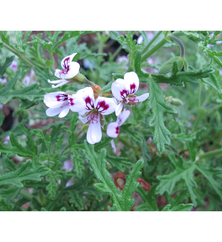 Pelargonium radula (2lt)