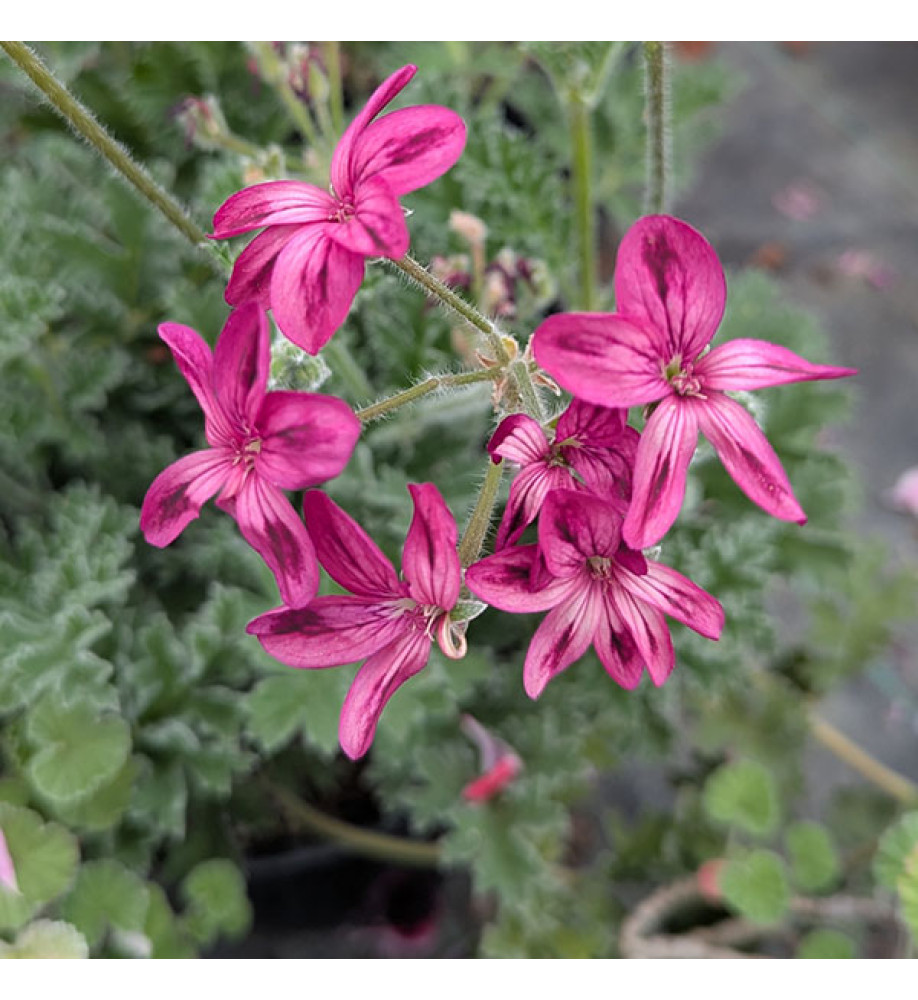 Pelargonium x schottii (1.5lt)