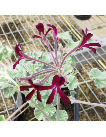 Pelargonium sidoides (0.8lt)