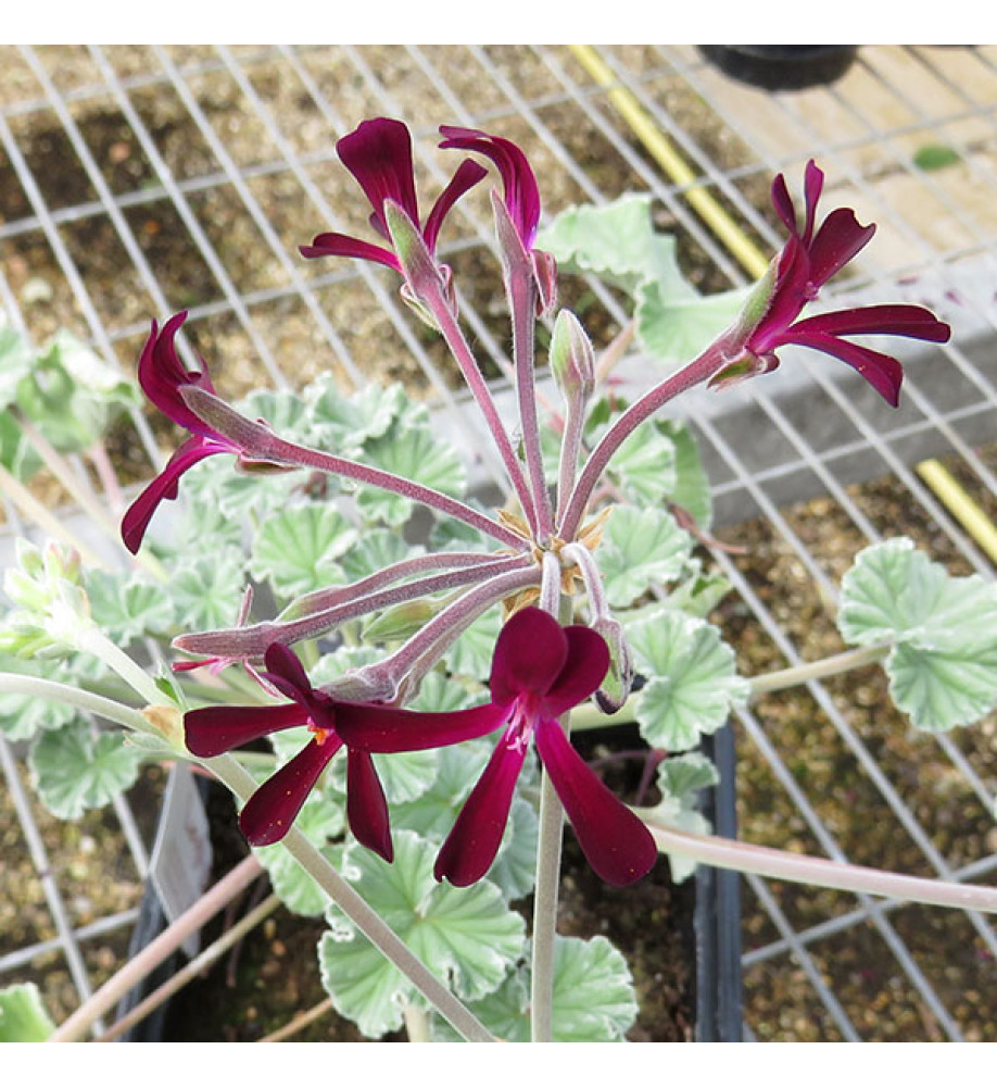 Pelargonium sidoides (0.8lt)