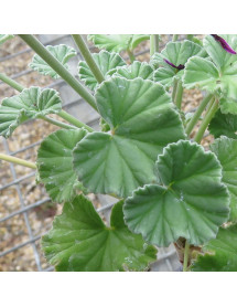 Pelargonium sidoides (0.8lt)