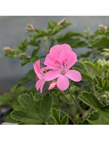 Pelargonium Sweet Mimosa (1lt)
