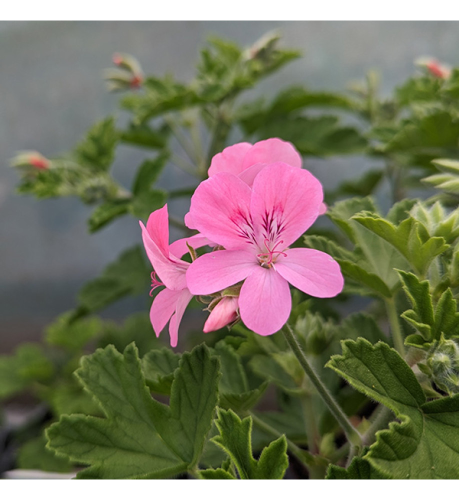 Pelargonium Sweet Mimosa (1lt)