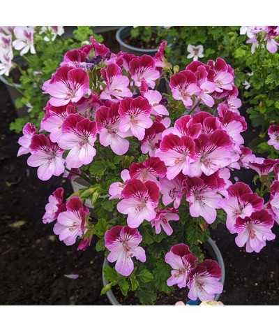 Pelargonium Tip Top Duet (0.8lt)