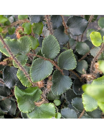 Pellaea rotundifolia (1lt)
