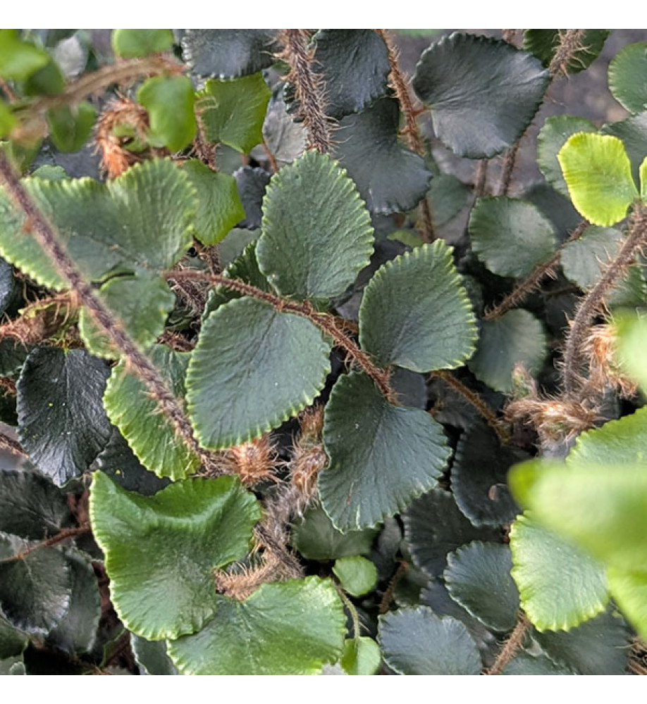 Pellaea rotundifolia (1lt)