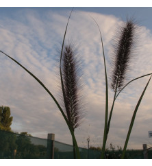 Pennisetum alopecuroides Red Head (1.5lt)