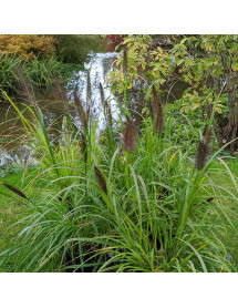 Pennisetum alopecuroides Red Head (1.5lt)