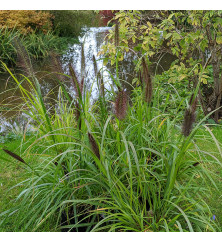 Pennisetum alopecuroides Red Head (1.5lt) Pennisetum alopecuroides Red Head (1.5lt)