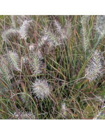 Pennisetum alopecuroides Burgundy Bunny (2lt) Pennisetum alopecuroides Burgundy Bunny (2lt)