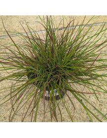 Pennisetum alopecuroides Burgundy Bunny (2lt)