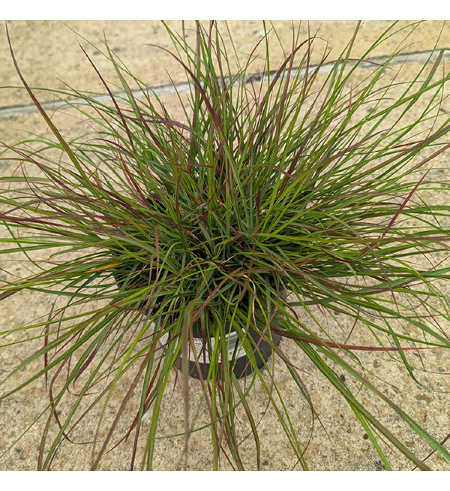 Pennisetum alopecuroides Burgundy Bunny (2lt)