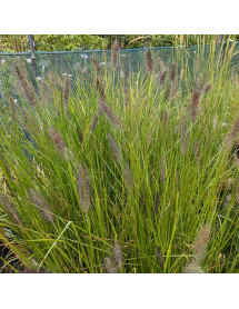 Pennisetum alopecuroides Cassians Choice (1.5lt)