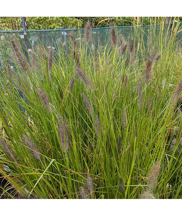 Pennisetum alopecuroides Cassians Choice (3lt)