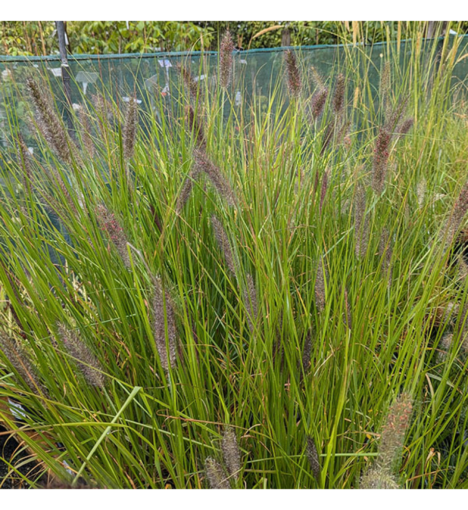 Pennisetum alopecuroides Cassians Choice (1.5lt)
