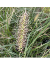 Pennisetum alopecuroides Cassians Choice (1.5lt)