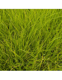 Pennisetum alopecuroides Hameln Gold (1.5lt)