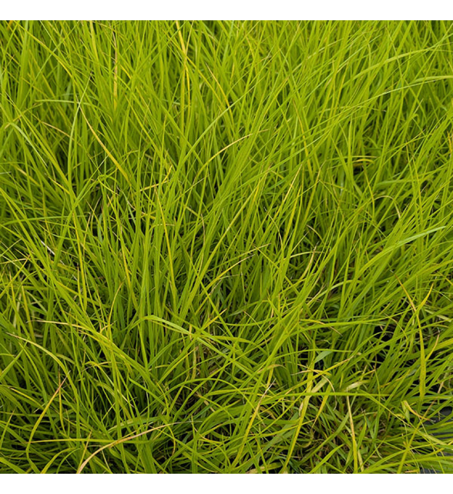 Pennisetum alopecuroides Hameln Gold (1.5lt)