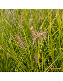 Pennisetum alopecuroides Hameln Gold (1.5lt)