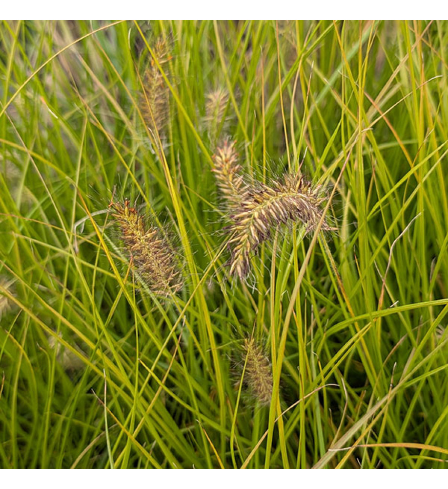 Pennisetum alopecuroides Hameln Gold (1.5lt)