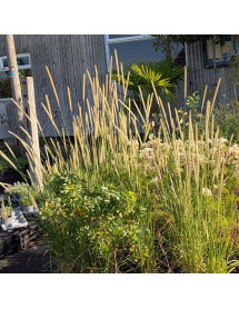Pennisetum macrourum (1.5lt)