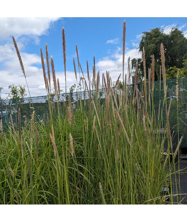 Pennisetum macrourum (2lt)