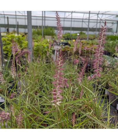 Pennisetum orientale (2lt)