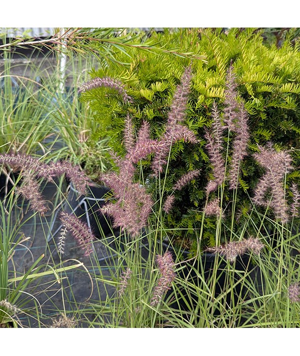 Pennisetum orientale (2lt)