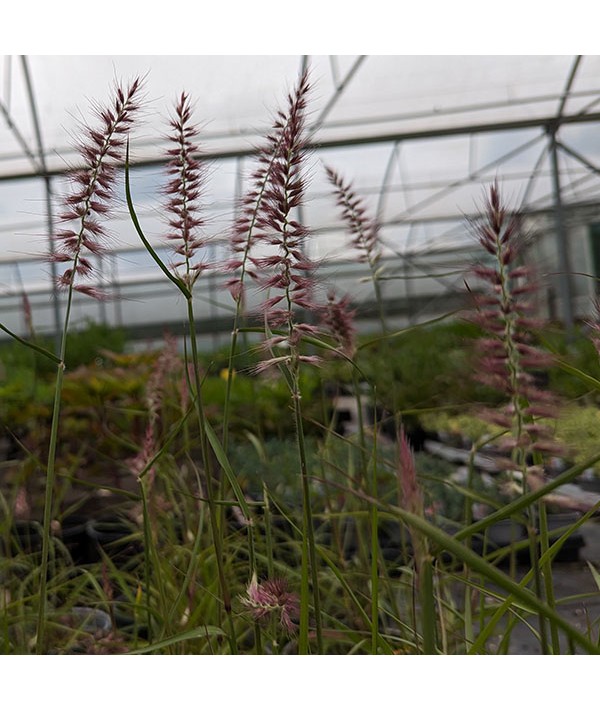 Pennisetum orientale flamingo (2lt)