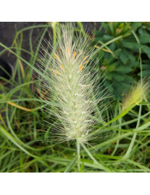 Pennisetum villosum (1lt)