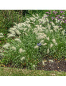 Pennisetum villosum (1lt)