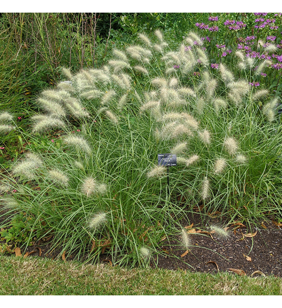 Pennisetum villosum (1lt)