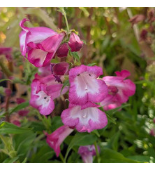 Penstemon Arabesque Orchid (1lt) Penstemon Arabesque Orchid (1lt)