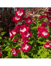 Penstemon Arabesque Red (1lt)