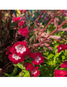 Penstemon Arabesque Red (1lt) Penstemon Arabesque Red (1lt)