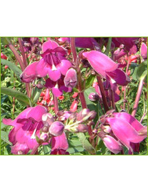 Penstemon Blackbird (1lt)