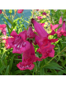 Penstemon Cha Cha Hot Pink (1lt)