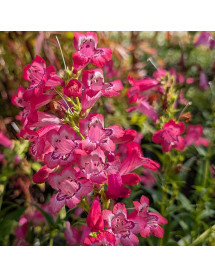 Penstemon Cha Cha Pink (1lt)