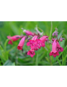 Penstemon Garnet (1lt)