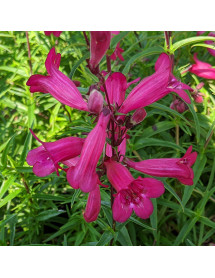 Penstemon Garnet (1lt)