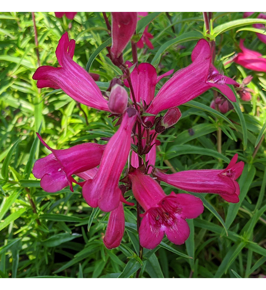 Penstemon Garnet (1lt)