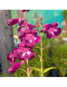 Penstemon Pensham Eleanor Young (1lt) Penstemon Pensham Eleanor Young (1lt)