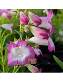 Penstemon Pensham Laura (1lt)